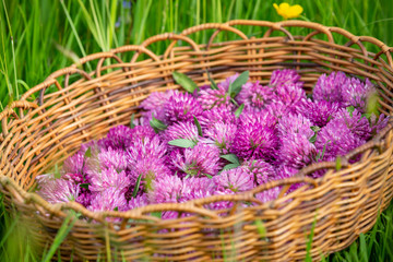 Harvested flower heads of Red Clover - Trifolium pratense in a old-fashioned rush basket