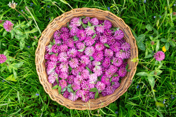 Fototapeta na wymiar Harvested flower heads of Red Clover - Trifolium pratense in a old-fashioned rush basket in a green meadow. Seen from above.
