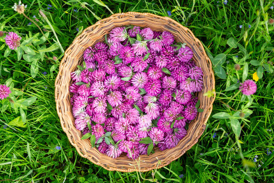 Harvested flower heads of Red Clover - Trifolium pratense in a old-fashioned rush basket in a green meadow. Seen from above.