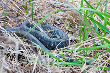 Grass-snake laying in the yellow dry grass. Snake close-up photo