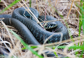 Grass-snake laying in the yellow dry grass. Snake close-up photo