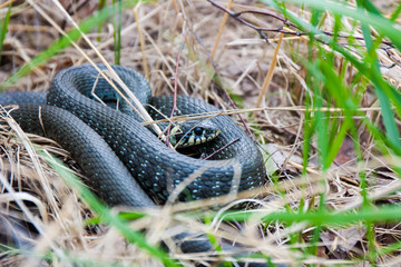 Grass-snake laying in the yellow dry grass. Snake close-up photo