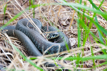 Grass-snake laying in the yellow dry grass. Snake close-up photo