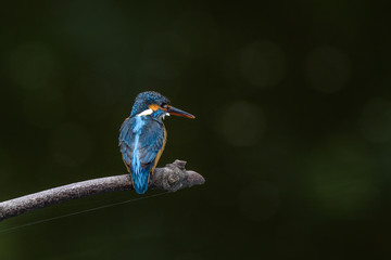 Kingfisher on a branch close up portrait