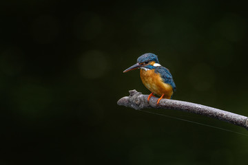 Kingfisher on a branch close up portrait