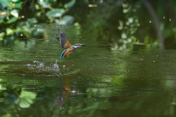 flying and diving kingfisher
