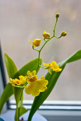 yellow oncidium orchid in blossom on the window. mountain orchid