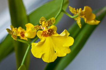 yellow oncidium orchid in blossom on the window. mountain orchid