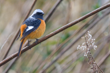 Fototapeta premium 野鳥 ジョウビタキ（オス♂）