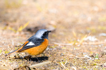野鳥　ジョウビタキ（オス♂）