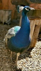 Fototapeta premium peacock in park