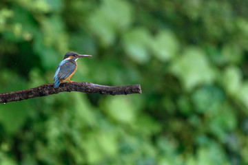 Kingfisher on a branch