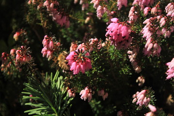 Winter Heath with bee