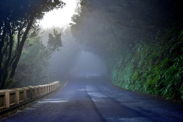 Lights and shadows among the laurisilva of the Anaga mountain range forest