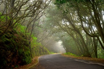 Lights and shadows among the laurisilva of the Anaga mountain range forest