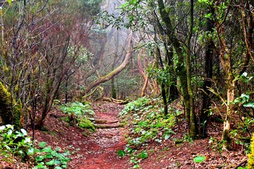 Fototapeta premium Lights and shadows among the laurisilva of the Anaga mountain range forest