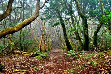 Lights and shadows among the laurisilva of the Anaga mountain range forest