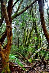 Fototapeta premium Lights and shadows among the laurisilva of the Anaga mountain range forest