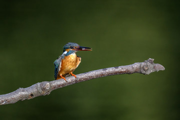 Kingfisher on a branch close up portrait