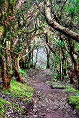 Lights and shadows among the laurisilva of the Anaga mountain range forest