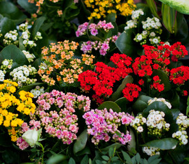 Colorful kalanchoe (Saxifragales Crassulaceae Kalanchoe) flowers in bloom. Kalanchoe blossfeldiana flower