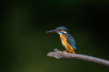 Kingfisher on a branch close up portrait