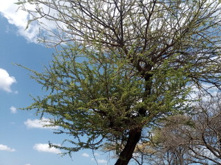 tree and blue sky