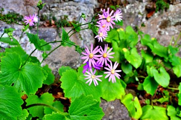 Humble flowers from the ditches in the mountains of Anaga, Tenerife