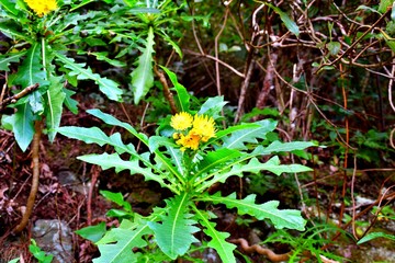 Humble flowers from the ditches in the mountains of Anaga, Tenerife