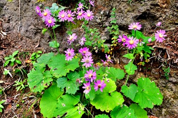Humble flowers from the ditches in the mountains of Anaga, Tenerife