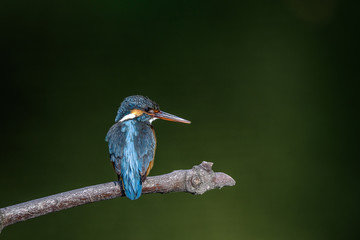 Kingfisher on a branch close up portrait