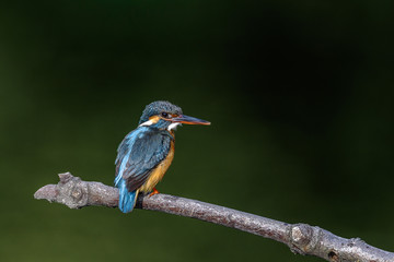 Kingfisher on a branch close up portrait