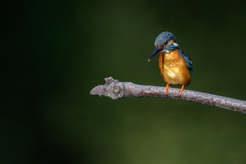 Kingfisher on a branch close up portrait