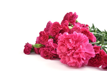 Bouquet of fuchsia carnations isolated on white background. Happy mothers day, women's day, wedding and valentines day. Greeting card with copy space.