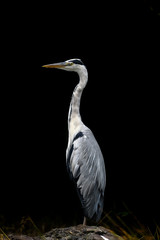 grey heron portrait with a dark background