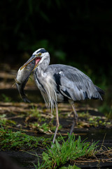 Naklejka premium grey heron killing and holding a big fish