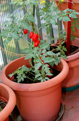 vase with red tomatoes plant