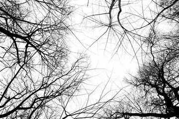 Branches Silhouettes