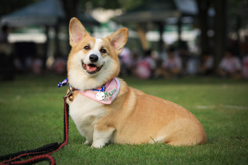 Pembroke Welsh Corgi dog portrait with tongue out lying on the green grass in the park after the running contest.