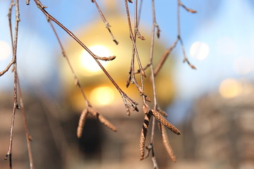 Branches of birch buds on the background of domes of blue and gold