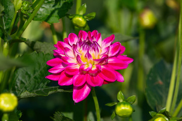 Dahlia flower