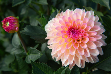 Dahlia flower