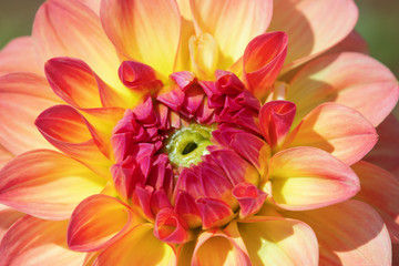 Obraz premium Dahlia flower
