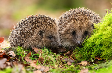 Hedgehogs (Scientific name: Erinaceus Europaeus) two wild, native, European hedgehogs facing forward in natural woodland habitat.  Horizontal.  Space for copy.
