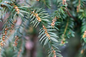 Nadelbaum mit Früchten