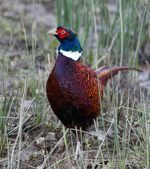 male pheasant standing in grass