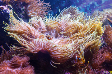 Fototapeta na wymiar Giant Carpet Anemone, Heteractis Magnifica, Marine biology, Sea anemone