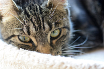 my beautidul Bengal cats