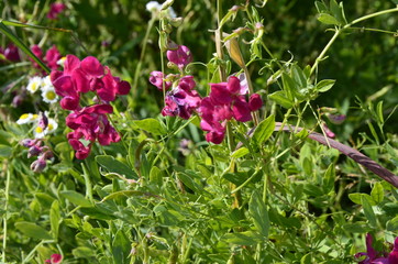 Lathyrus sylvestris, flat pea, narrow-leaved everlasting-pea pink flowers in meadow