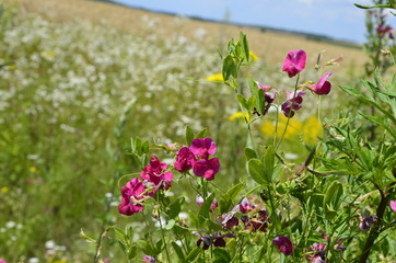 Lathyrus sylvestris, flat pea, narrow-leaved everlasting-pea pink flowers in meadow